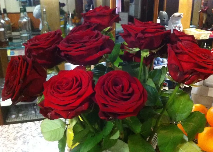 Le Dauphin Ajaccio (Corsica)